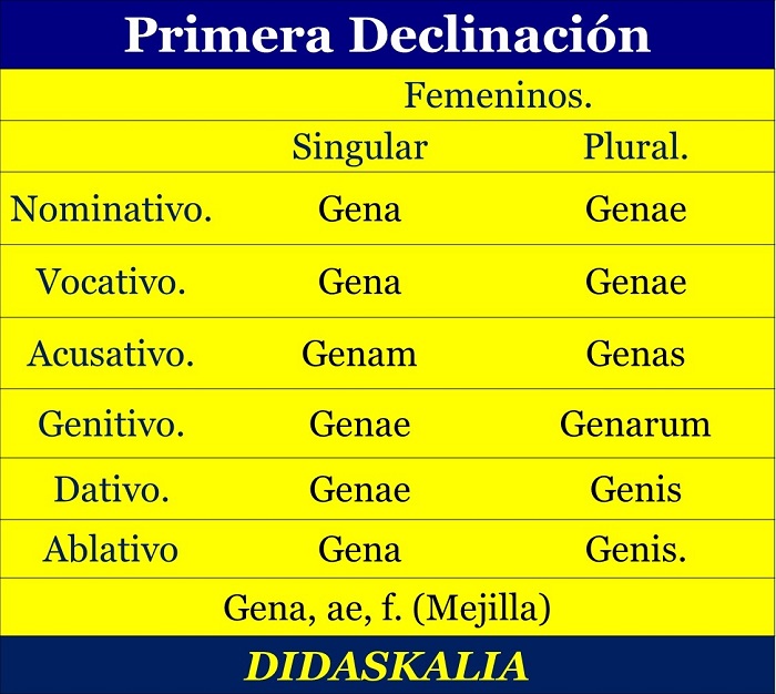Primera declinación sustantivos en latín